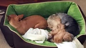 Leaving a puppy home alone means risking having. Heated Dog Bed Review Your Dog Will Love This Heated K H Products Bed Reviewed