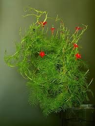 Image result for Ipomoea quamoclit