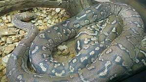 Image result for Dissotis anchietae