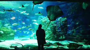 Ripley'S Aquarium Of Canada In Toronto | Tickets, Hours, Events