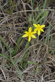 Image result for Hypoxidaceae