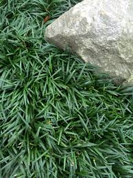 Image result for Ophiopogon