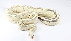 We would like to show you a description here but the site won't allow us. Ball Python Morphs Everything You Need To Know Reptpedia