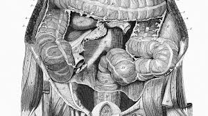 Image result for pancreas location