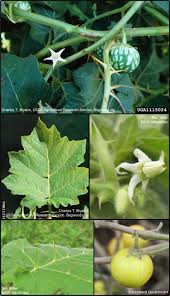 Image result for Solanum supinum