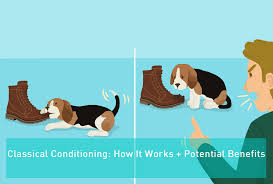 Classical Conditioning How It Works Potential Benefits