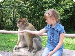 A primate refers to any member of the biological order primates and contains species that are commonly related such as monkeys, lemurs, bush babies and apes. Primates Read Biology Ck 12 Foundation