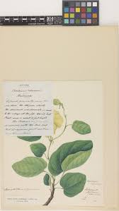 Image result for Hibiscus rhabdotospermus