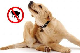 Si tu perro tiene pulgas, lo más seguro es que tu casa también. Como Matar Pulgas De La Casa Eliminar Pulgas Grupo Teidesa