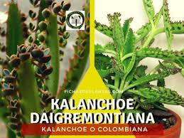 Kalanchoe Kalanchoe Daigremontiana Kalanchoe Daigremontiana Kalanchoe Propiedades Plantas