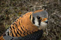 Es momento de saber dar indicaciones. Cernicalo En Chile