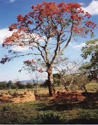 Image result for Erythrina falcata