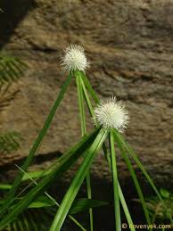 Image result for Cyperus hemisphaericus