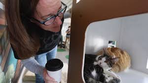 Drinking lattes and rocking the coffee industry. Cat Cafe To Open In Downtown Bellingham On Valentine S Day Bellingham Herald