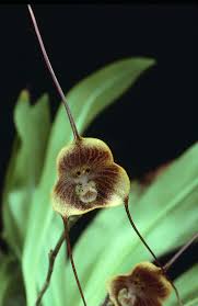 Copy of Dracula Orchids