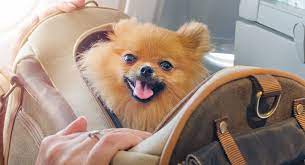 Simply put, a bigger dog requires more drugs for sedation, more time to clip and how to walk your puppy for the first time. How Do You Ship A Dog On A Plane And What Does It Cost Citizenshipper Citizenshipper