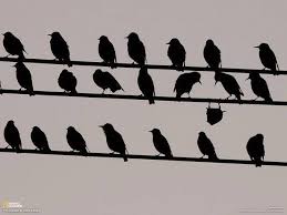 Bird On A Wire Movie Song Frans De Waal Public Page Nonconformism Upside Down Bird On A Wire Photo Drole Animaux Oiseaux Droles Image Drole Insolite