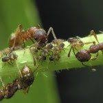 The massive collection of these. Homemade Aphid Control Natural Ways To Kill Aphids