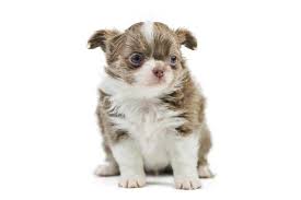 Now easily browse the cutest high quality pictures of puppies and dogs on the internet. Premium Photo Chihuahua Puppies Isolated Little Cute Dog On White Background Dog Shelter Puppy Small Short Haired Chihuahua Dog Breed Studio Shoot