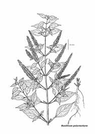 Image result for Basilicum polystachyon