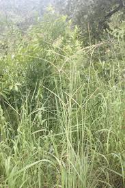Image result for Andropogon schirensis