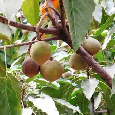 Image result for Aleurites