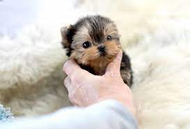 Teacup Yorkie Puppies For Sale Yorkie Puppy For Sale Teacup Yorkie Yorkie