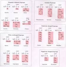 Chapter 5 Amino Acids And Peptides