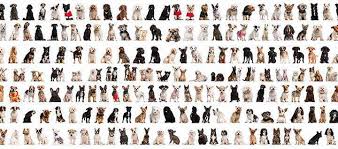 Image result for groups of dogs images