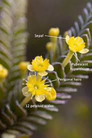 Image result for Struthiola