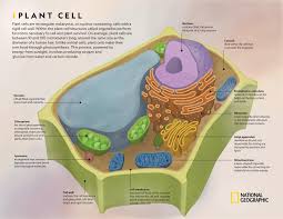 Student exploration cell energy cycle answers. Comparing Plant And Animal Cells National Geographic Society