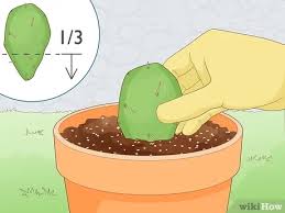 How to propagate cactus everything you need to know about propagating cactus. 4 Ways To Propagate A Cactus Wikihow