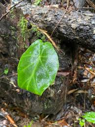 Image result for Remusatia