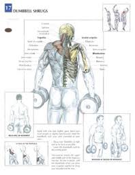Have you ever noticed that most back training article�s stress that reverse grip bar row is the new technique. 19 Trainin Anatomy Back Ideas Workout Muscle Anatomy Anatomy