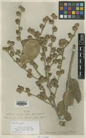 Image result for Vernonia karaguensis