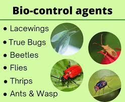 Image result for Biological Agent