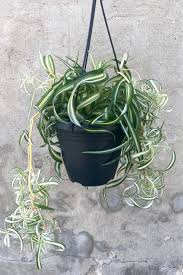 Image result for Chlorophytum blepharophyllum Schweinf. ex Baker