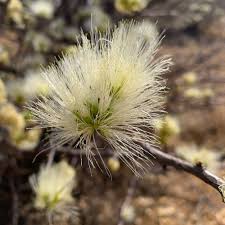 Image result for Albizia isenbergiana