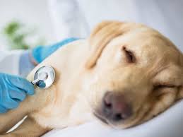 Parvovirus (cat flu) in dogs. Dog Flu Symptoms What To Look For Petmd