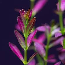 Image result for Rotala filiformis