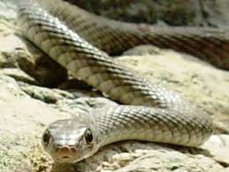 Snakes Venomous And Non Venomous Found In The Uae A Guide