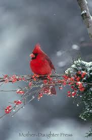 Small Birds That Look Like Cardinals Male Northern Cardinal In Winter Snow Storm On A Branch Of Red Berries Beautiful Birds Cardinal Birds Birds