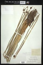 Image result for Schoenoplectiella senegalensis