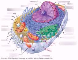 However, unlike prokaryotic cells, eukaryotic cells eukaryotic cells are found in higher organisms such as animals, plants, fungi such as moulds and yeasts. Structure Of An Animal Cell Diagram Quizlet