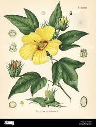 Image result for Gossypium barbadense