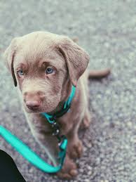 Tender oak ranch breeds akc english labrador retriever puppies. Charcoal Silver Lab Puppies For Sale K D Silver Labs Lebanon Mo