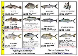Florida Fishing Regulations Chart Unique Gulf Of Mexico Fish