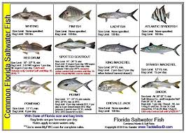 florida fishing regulations chart inspirational tackle box