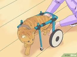 This can be part of a number of congenital syndromes and metabolic and neurodegenerative conditions. 3 Ways To Care For A Cerebellar Hypoplasia Cat Wikihow