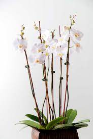 Repotting Orchids Diy Repotting Orchids Orchid Soil Diy Orchids